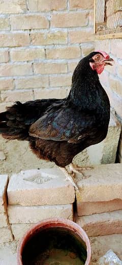 young female Hen for sale one pair