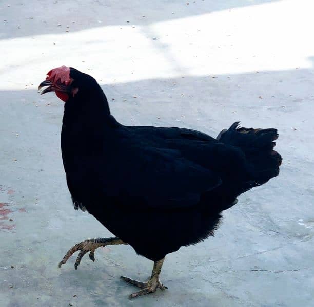 young female Hen for sale one pair 1