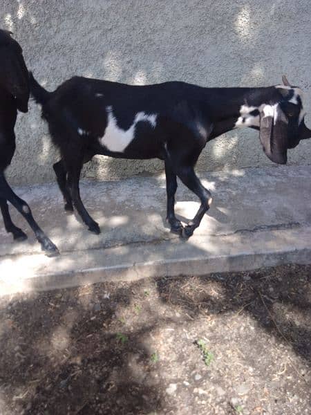 2 goat 4. . half months pregnant 0