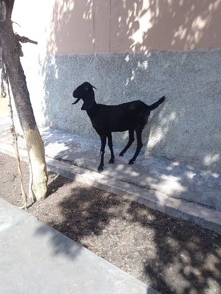 2 goat 4. . half months pregnant 3