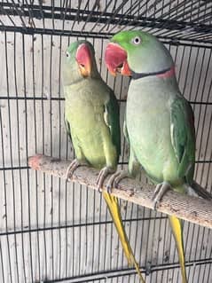 Alexandrian Parrot | Kashmiri Raw Parrots for Sale