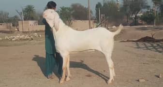 2 dant mein rajanpur bakra for sale call on hai 0336,9794037