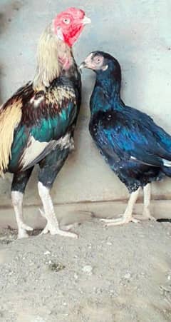 Aseel pair for sale 0