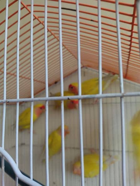 Lovebirds lutino for sale 0