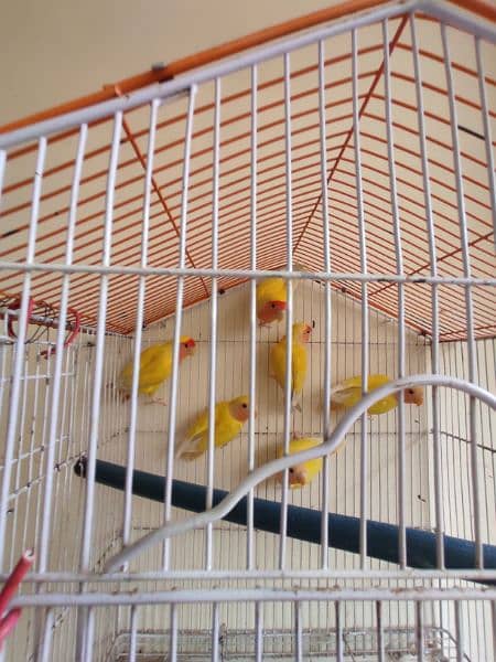 Lovebirds lutino for sale 1