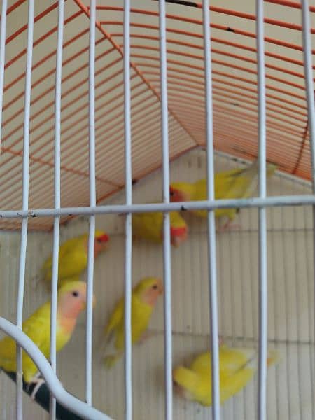 Lovebirds lutino for sale 2