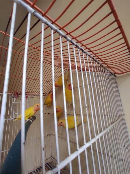 Lovebirds lutino for sale 3