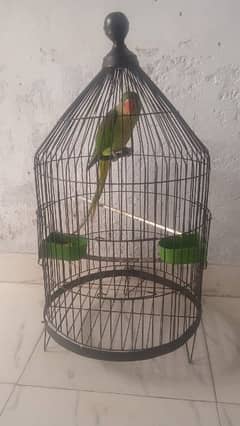Cage for Raw Ringneck Mithu parrot