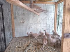 Dove for sale healthy and active or Cage for sale ha