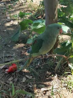 raw parrot  female
