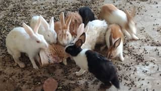 All Rabbit For Sale only near To Toba Tek Singh