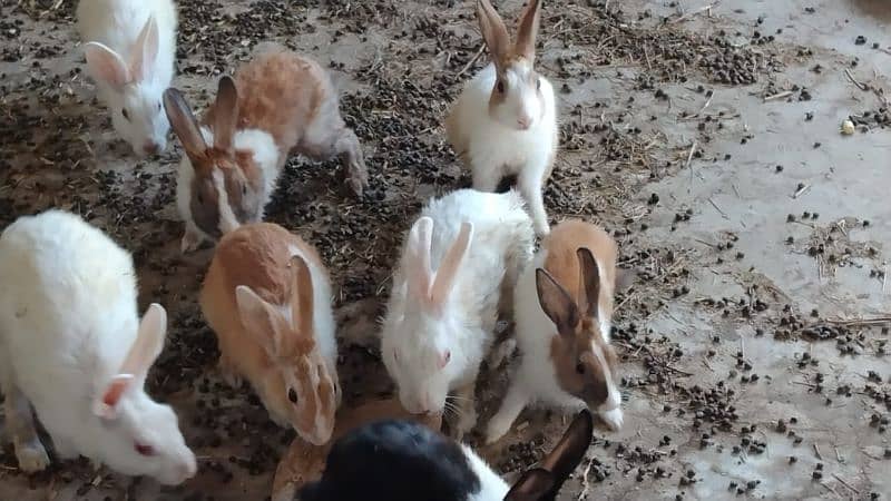 All Rabbit For Sale only near To Toba Tek Singh 1