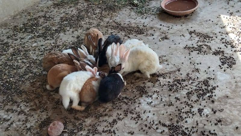 All Rabbit For Sale only near To Toba Tek Singh 2