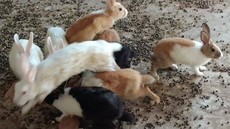 All Rabbit For Sale only near To Toba Tek Singh 3