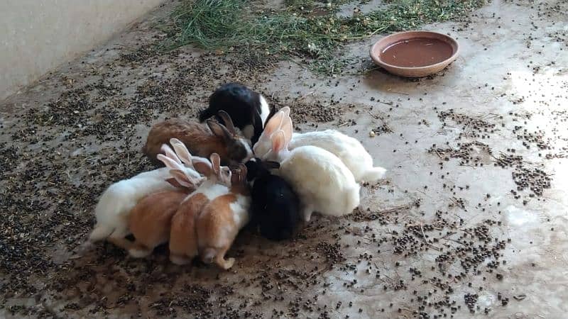 All Rabbit For Sale only near To Toba Tek Singh 4