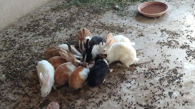 All Rabbit For Sale only near To Toba Tek Singh 5