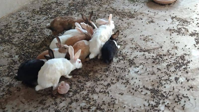 All Rabbit For Sale only near To Toba Tek Singh 6