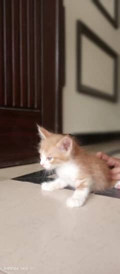 tortoise shell Persian for sale. age 2month and