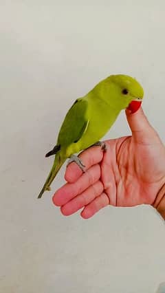 Green ringneck parrot self chick handtame