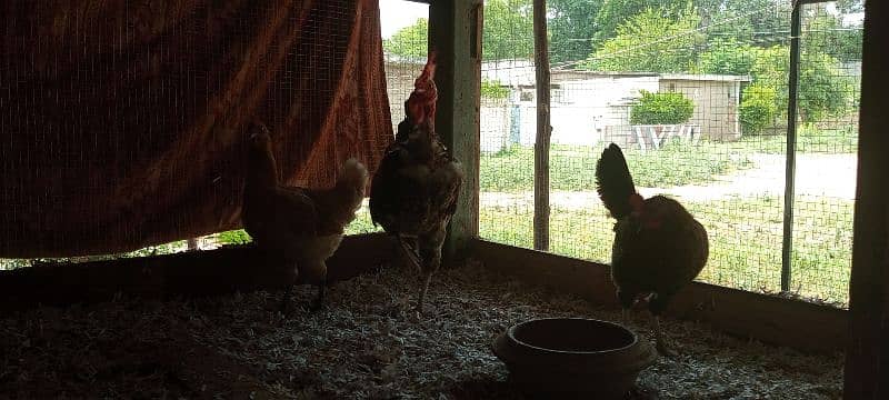 hens for sale 3