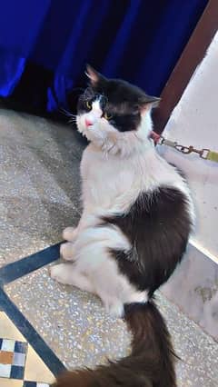 Persion Cat male for breeding