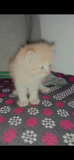 Persian Kittens Healthy and Active