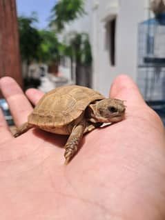 Cute Russian Tortoise