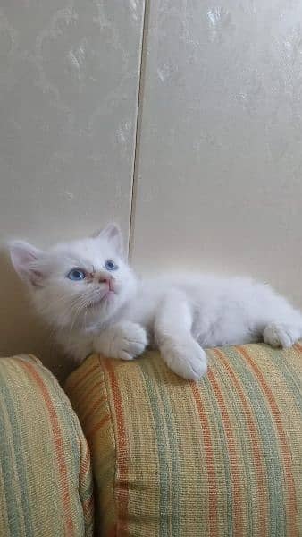 persian male / female kittens 2 months old 5000 for each final 2