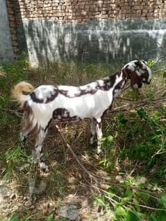 02 Goats for Sale in Village Rabal Chakwal