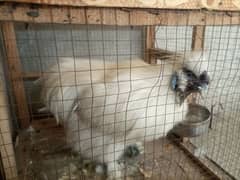 male silky young breeder for sale only 900