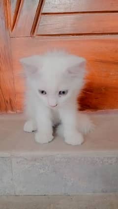 triple coat persian cat. . full active. . washroom trained 0