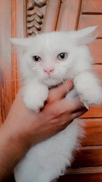 triple coat persian cat. . full active. . washroom trained 1