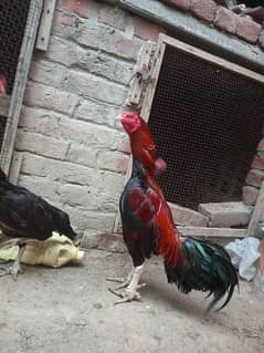Aseel Pair Active And Healthy For Sale .