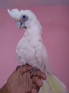 Corella cockatoo tamed