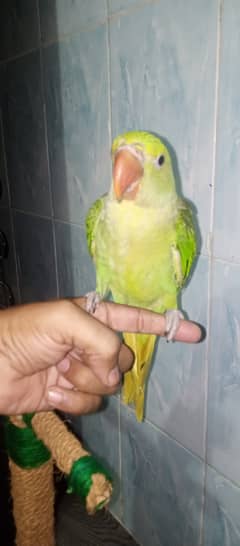 Row Alexander kashmiri Pahari parrot chick
