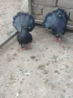 black fantail breedar pair