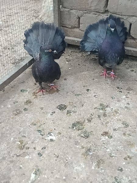 black fantail breedar pair 0
