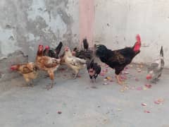 Egg laying hens and Cocks