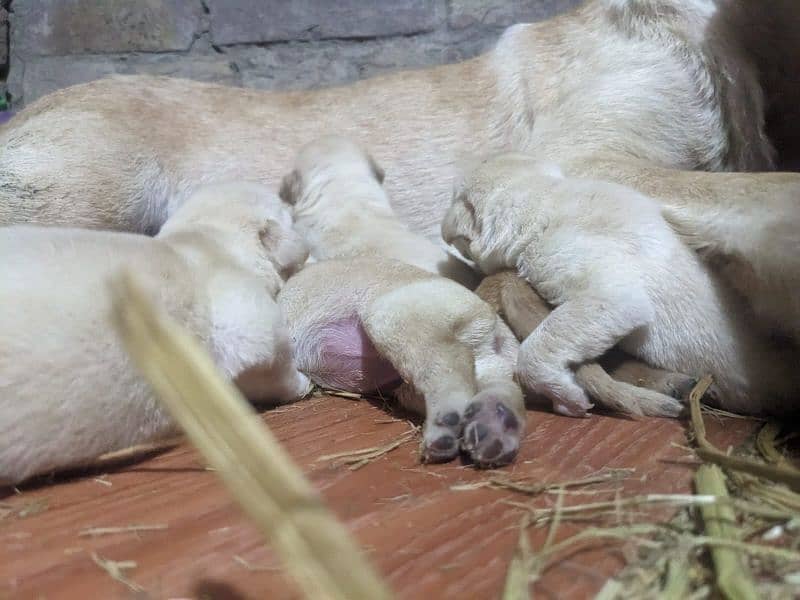 Labrador puppies 0