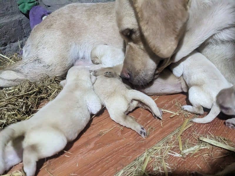 Labrador puppies 1