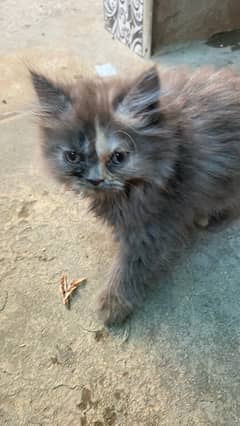 pershian female kitten