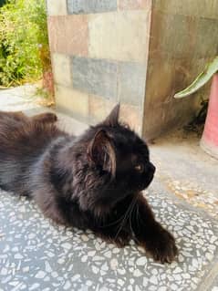 Persian black Cat available for adoption.