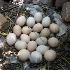guine foul , chini murgi fresh fertile eggs available