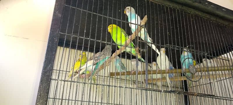 Budgies for sale 0