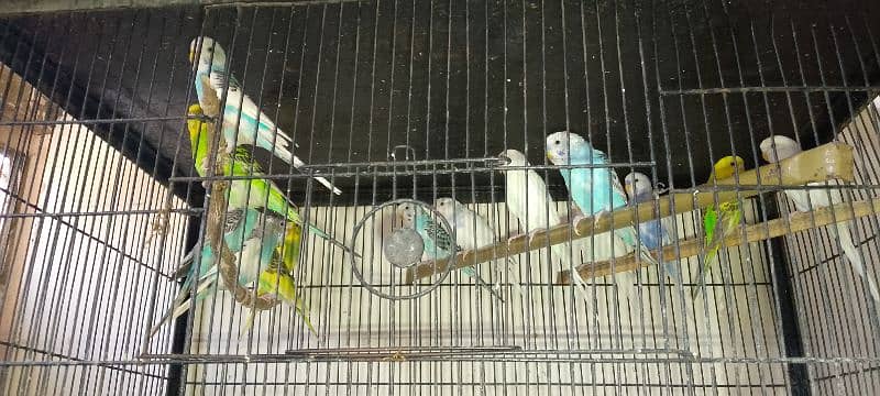 Budgies for sale 1