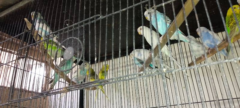 Budgies for sale 2