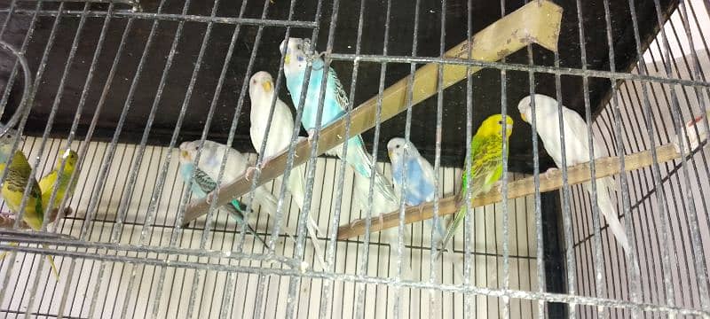Budgies for sale 3