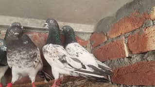 joro waly or parvazi mix pogeons for sale.