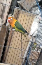 pastel ino female /fischer lovebirds exchange posible with exhibition 1