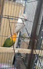 pastel ino female /fischer lovebirds exchange posible with exhibition 2